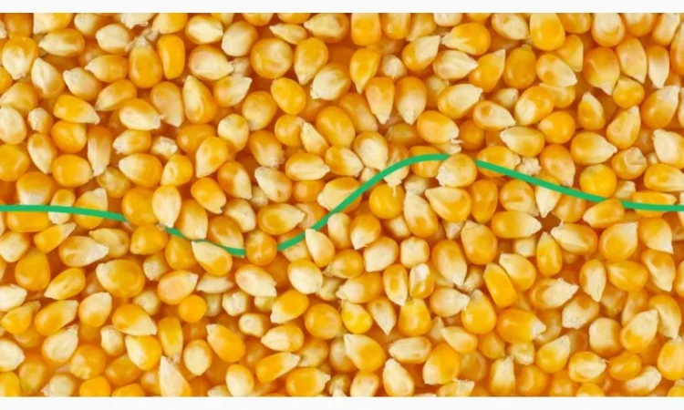 Куплю кукурузу в Тернополі - фото № 1