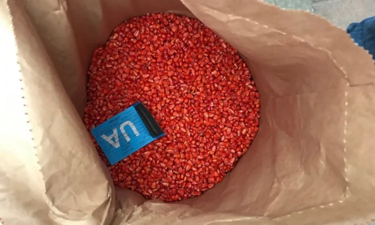 Семена кукурузы, кукуруза посевная, гибриды кукурузы большой выбор - фото № 1