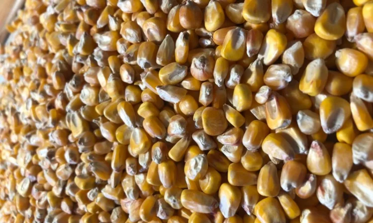 Кукуруза на продаж - фото № 1