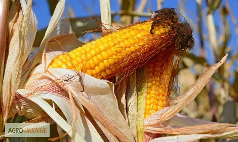 Семена кукурузи Гран 5 на продаж - фото № 1