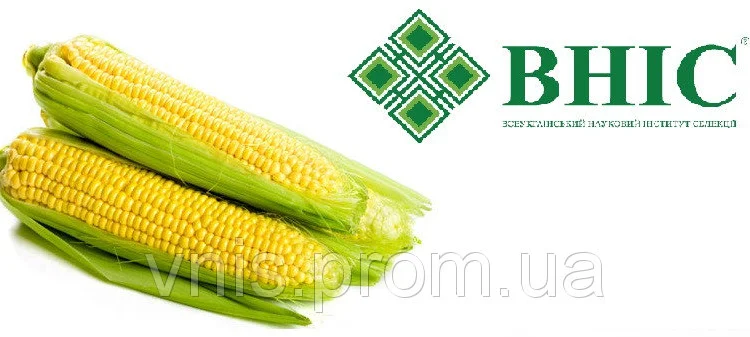 Пропозиція: Насіння кукурудзи ВН 63 - фото № 1