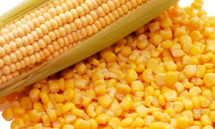 Зерна кукурузы на продажу с влагой 13,6 - фото № 1