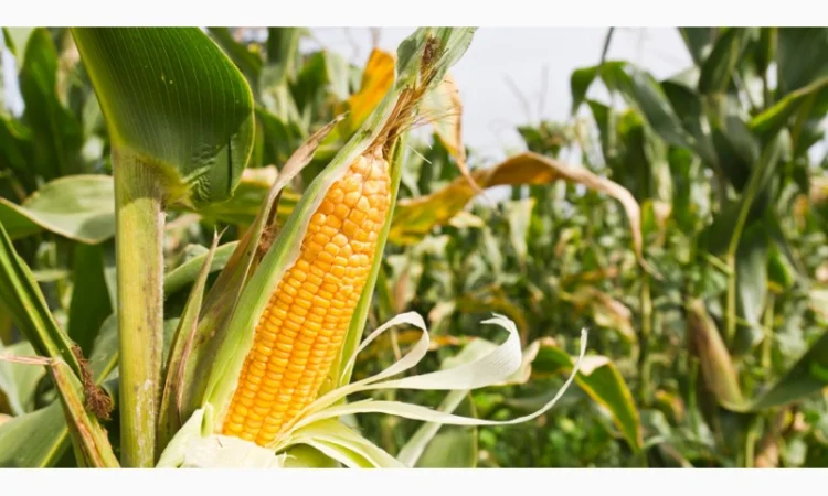 Семена кукурузи SKEENA FF-199 на продаж - фото № 3