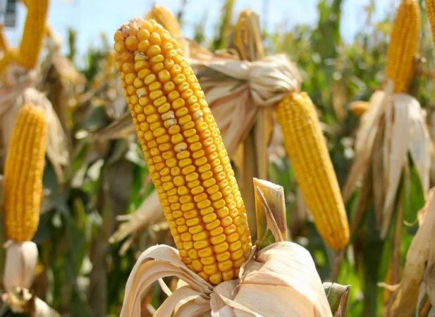 Продаж кукурудзи SEDONA BT 166 ФАО 180 - фото № 4