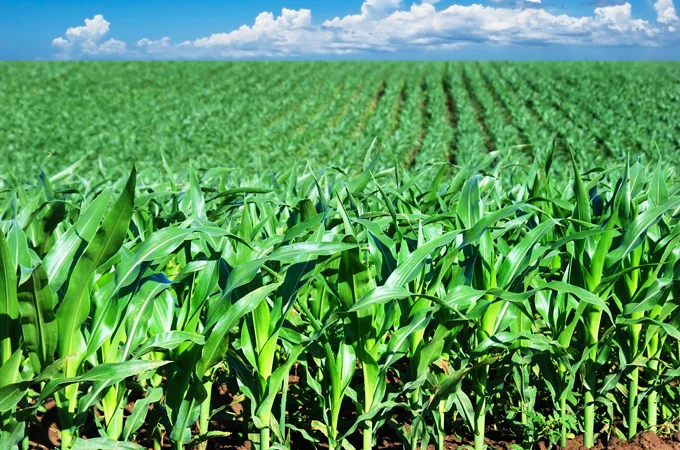 Продаж кукурудзи SEDONA BT 166 ФАО 180 - фото № 7