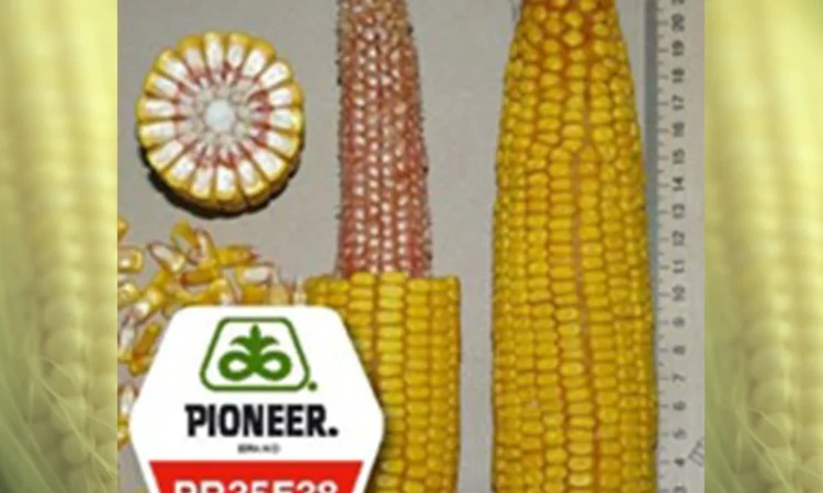 Насіння кукурудзи Pioneer PR35F38 на продаж - фото № 1