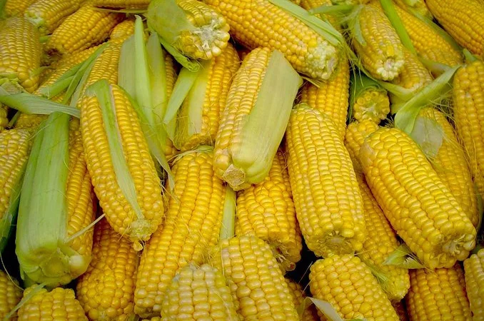 Насіння кукурудзи Pioneer PR35F38 на продаж - фото № 2