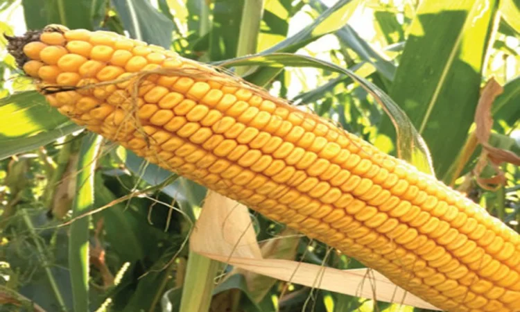 Насіння кукурудзи Pioneer PR35F38 на продаж - фото № 3