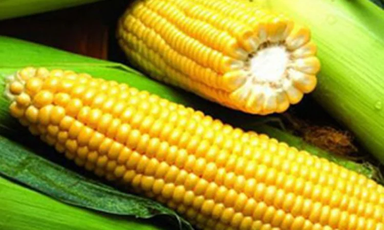 Насіння кукурудзи Pioneer PR35F38 на продаж - фото № 5