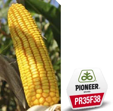 Насіння кукурудзи Pioneer PR35F38 на продаж - фото № 6