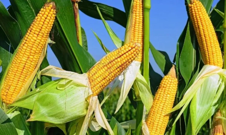 Купуемо кукурузу - фото № 1