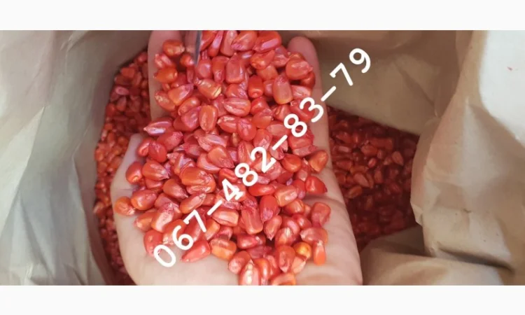 Продажа семян кукурузы CORBIN ФАО 260 - фото № 1