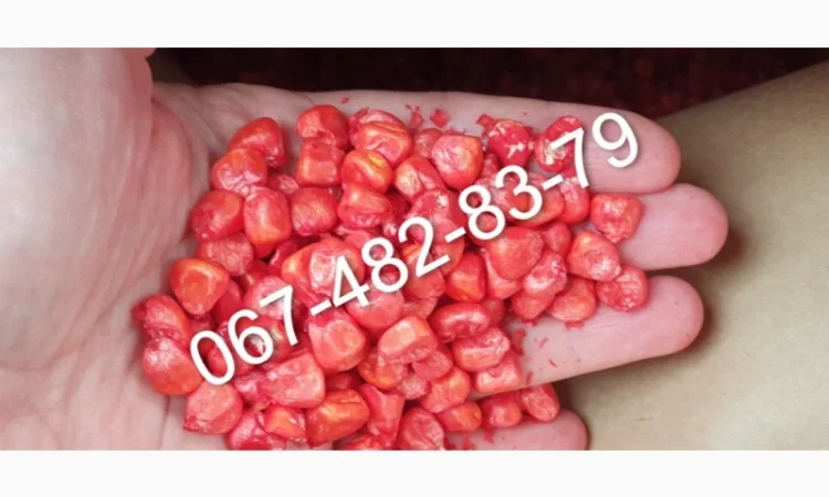 Продаж насіння кукурудзи CATALINA ФАО 260 - фото № 1