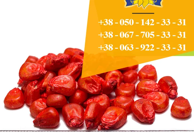 Насіння кукурудзи Оржиця 237 МВ від ПБФ «Колос» - фото № 1