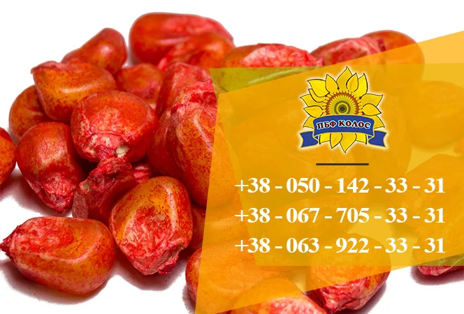 Насіння кукурудзи Оржиця 237 МВ від ПБФ «Колос» - фото № 2