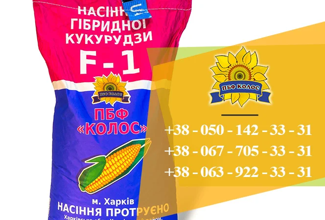 Насіння кукурудзи Оржиця 237 МВ від ПБФ «Колос» - фото № 3