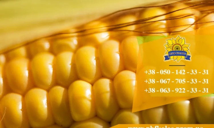 Насіння кукурудзи Оржиця 237 МВ від ПБФ «Колос» - фото № 5