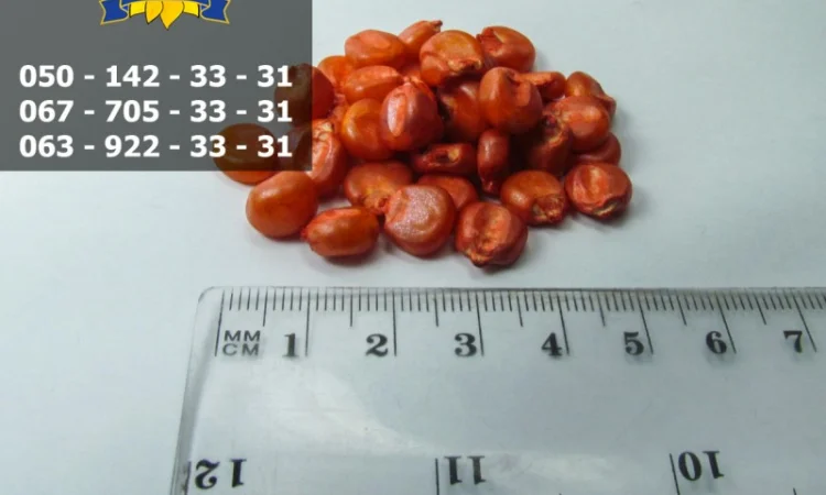 Насіння кукурудзи Оржиця 237 МВ від ПБФ «Колос» - фото № 8