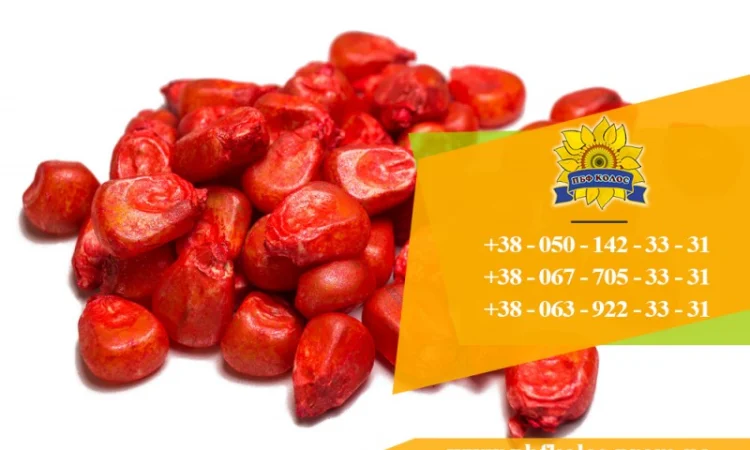 Продаю насіння кукурудзи Дніпровський 181 СВ - фото № 1