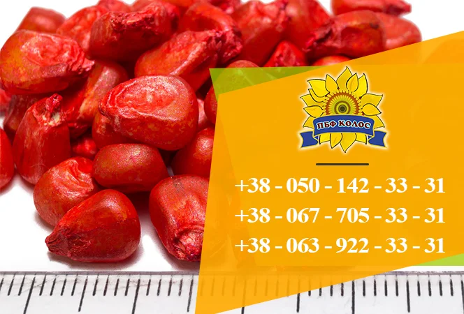 Продаю насіння кукурудзи Дніпровський 181 СВ - фото № 2