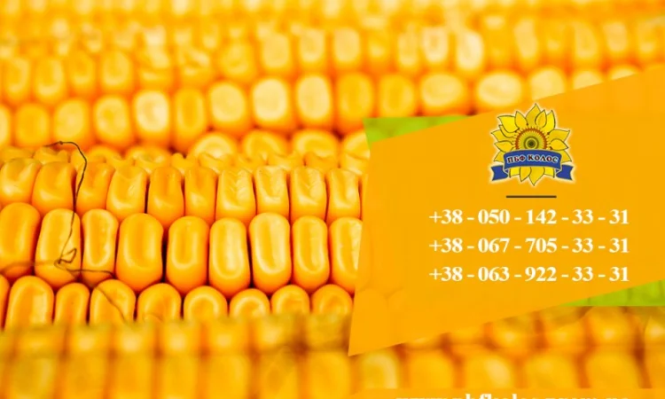 Продаю насіння кукурудзи Дніпровський 181 СВ - фото № 3