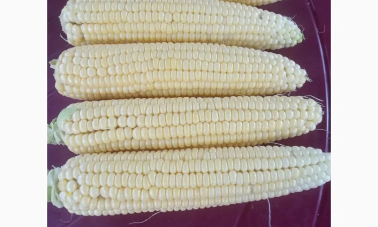 Покупка солодкої кукурудзи в початках - фото № 1