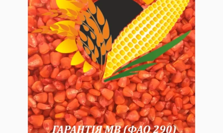 Насіннєвий матеріал кукурудзи Гарантія МВ (ФАО 290) - фото № 2