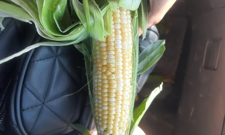 Продам кукурузу молодая - фото № 1