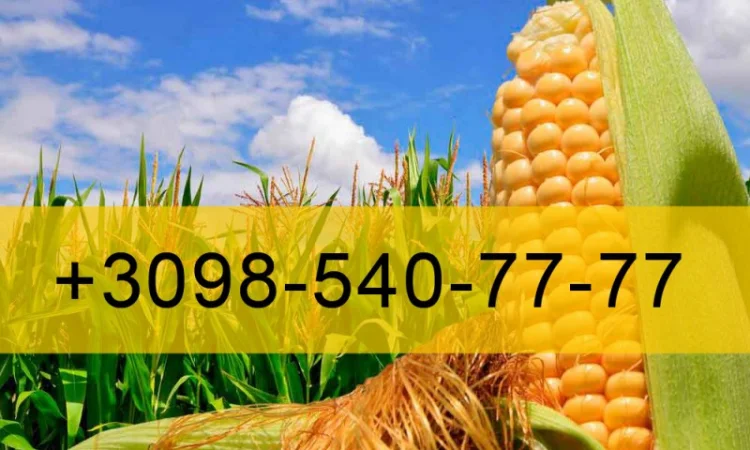Закупівля кукурудзи врожаю 2023 року - фото № 1