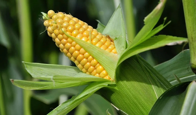 Закупка кукурузы оптом - фото № 1