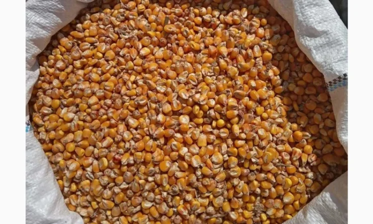 Кукуруза (кукурудза) кормовая - фото № 1