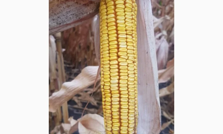 ГРАН 6 - семена гибрида кукурузы ФАО 300 - фото № 2