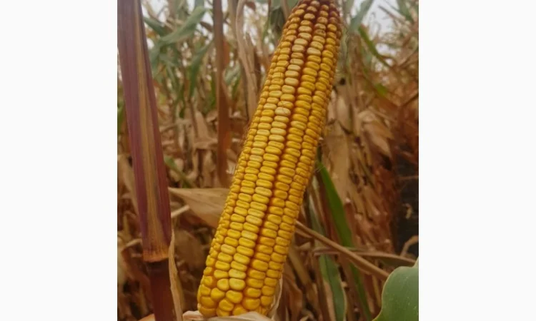 Високоврожайний гібрид кукурудзи - ОНІКС (ФАО 350) - фото № 1