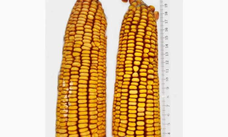 Cемена кукурузы RAM1333, RAM3153, RAM8143, RAM8663, RAM6475 и др - фото № 1