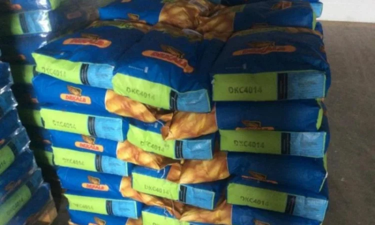 Семена кукурузы Монсанто, семечки Сингента - фото № 1