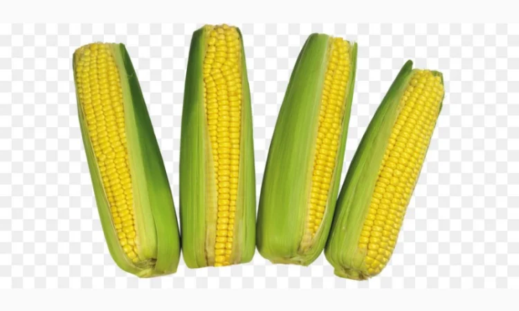 Крупным оптом куплю кукурузу - фото № 1