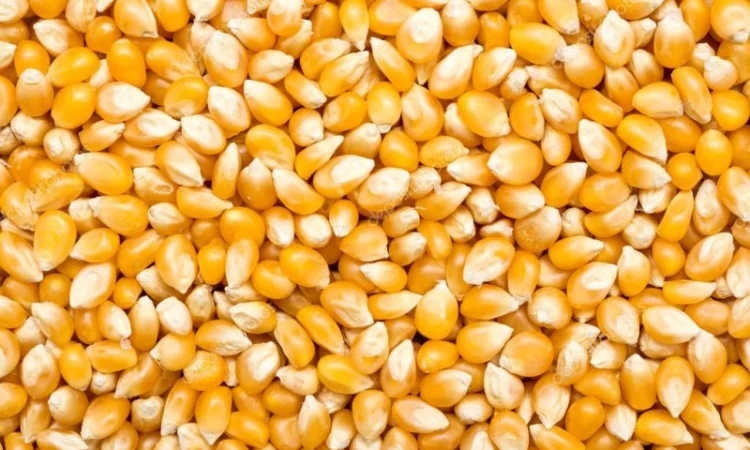 Крупным оптом закупаем кукурузу. Самовывоз - фото № 1