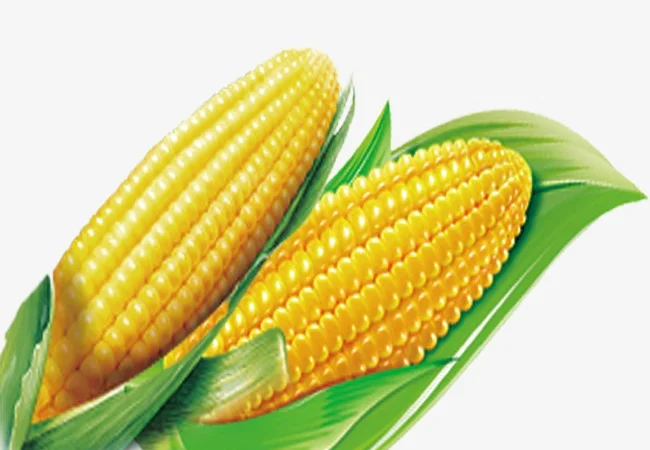 Купим кукурузу фуражную. Оптом по всей Украине - фото № 1