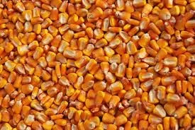 Куплю кукурузу. Есть самовывоз - фото № 1