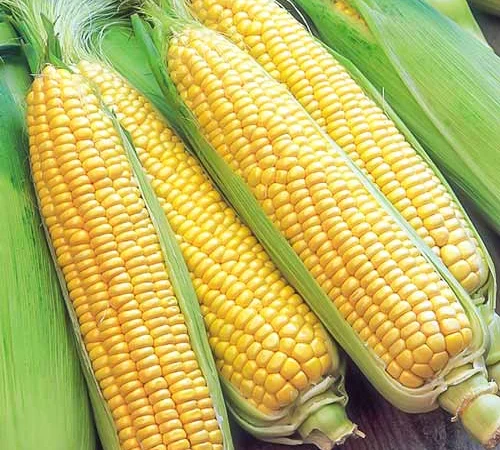 Куплю кукурузу. Есть самовывоз - фото № 3