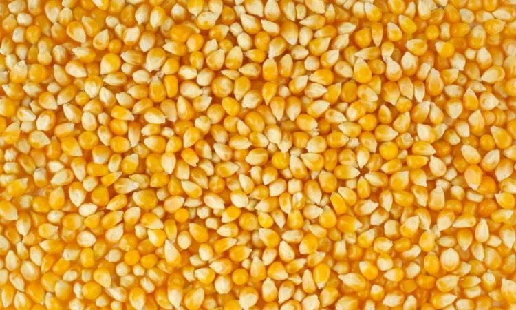 Куплю фуражную кукурузу. Опт - фото № 7