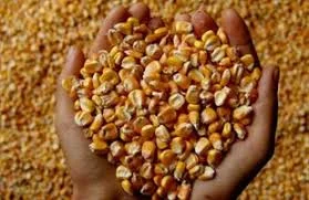 Закупаем кукурузу 3-го класса - фото № 1