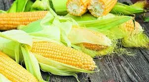 Постоянно закупаем кукурузу - фото № 1