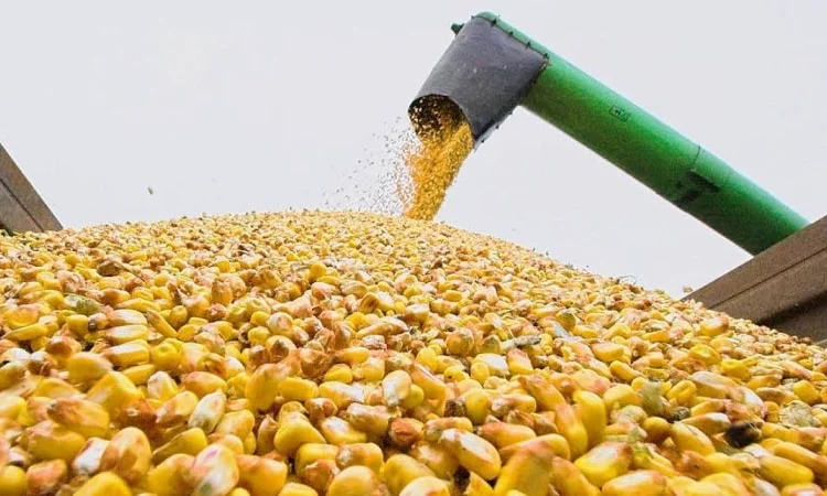 Куплю кукурузу. ДСТУ 4525:2006 - фото № 3