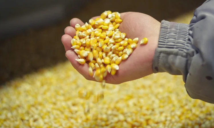 Кукуруза нового урожая! Куплю с поля, хозяйства - фото № 1