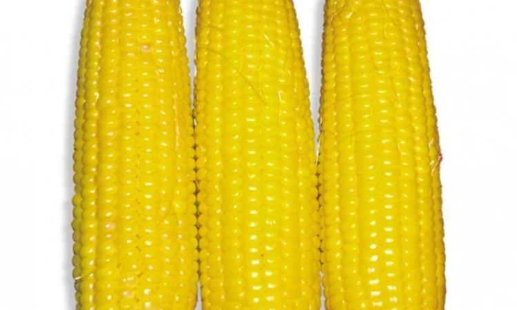 Оптом купим кукурузу. Самовывоз - фото № 1