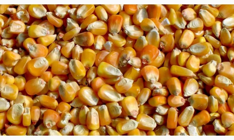 Закуповуємо кукурудзу. Кращі ціни. Валютні та гривневі контракти - фото № 1