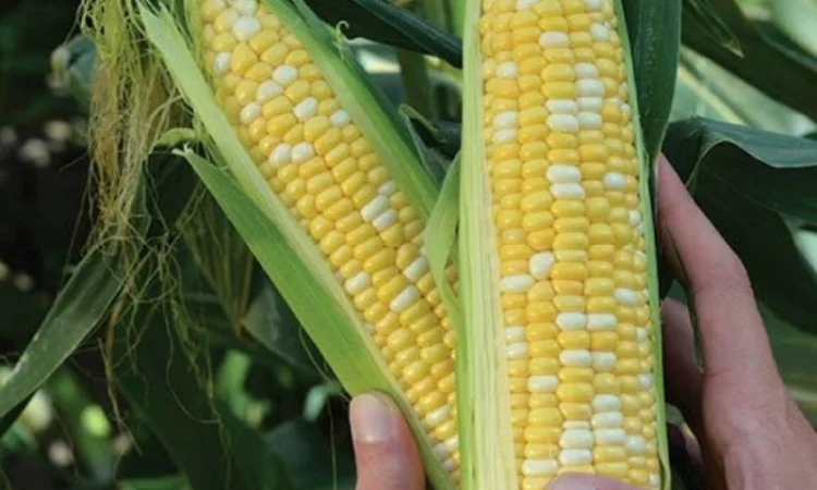 Кукуруза ракель - фото № 1