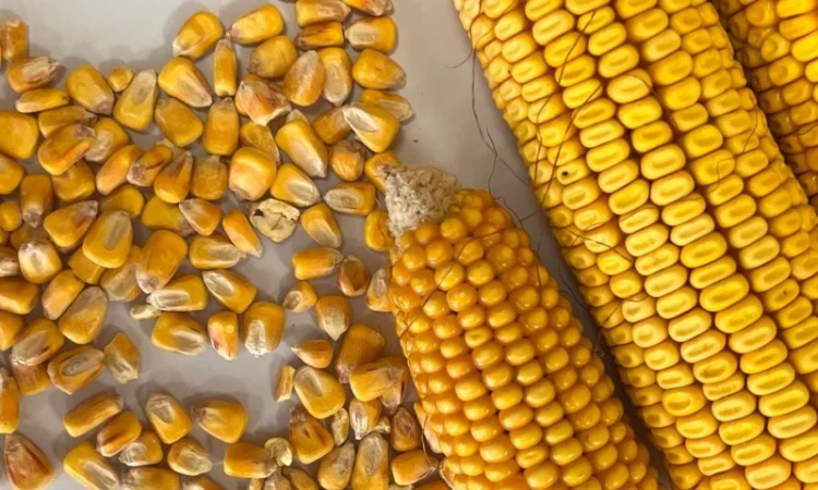 Продам кукурузу 300т - фото № 1