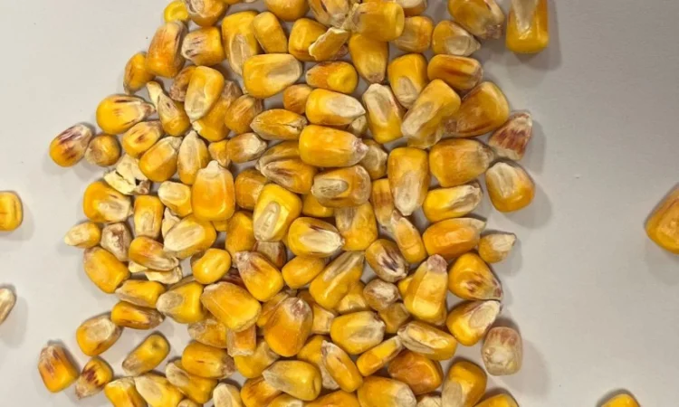 Продам кукурузу 300т - фото № 2